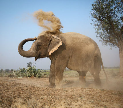World Elephant Day: Meet Reed Nirula of Wildlife SOS