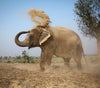 World Elephant Day: Meet Reed Nirula of Wildlife SOS