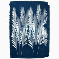 Areca Palm Cyanotype - High Quality Image of 